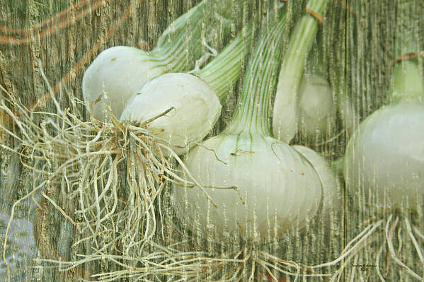 Onions Poster featuring the digital art Spring Onions by Joselyn Holcombe