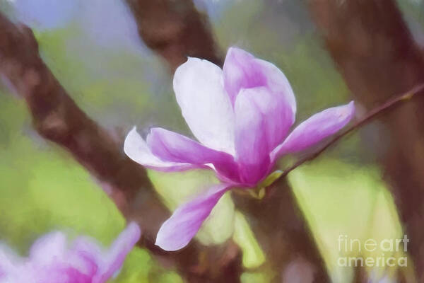 Saucer Magnolia Poster featuring the photograph Spring Pink Saucer Magnolia by Patricia Montgomery