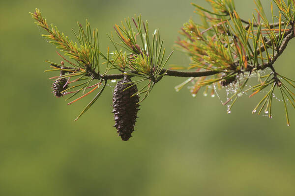 Pine Cone Poster featuring the photograph Spring Rain and Pinecone by Michael Eingle