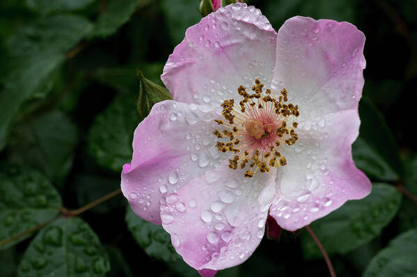 Flowers Poster featuring the photograph Spring Rain by Steven Clark