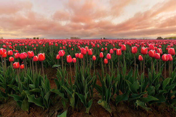 Tulips Poster featuring the photograph Spring Rainbow by Ryan Manuel