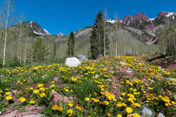 Rocky Mountains Poster featuring the photograph Spring Rocky Mountain Landscape by Cascade Colors
