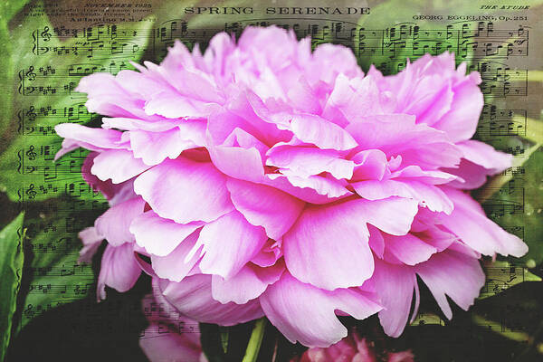 Floral Poster featuring the photograph Spring Serenade by Trina Ansel