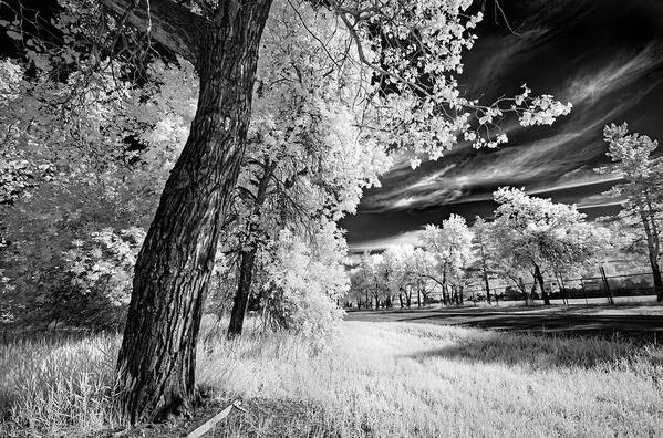 Infrared Poster featuring the photograph Spring Sky by Dan Jurak