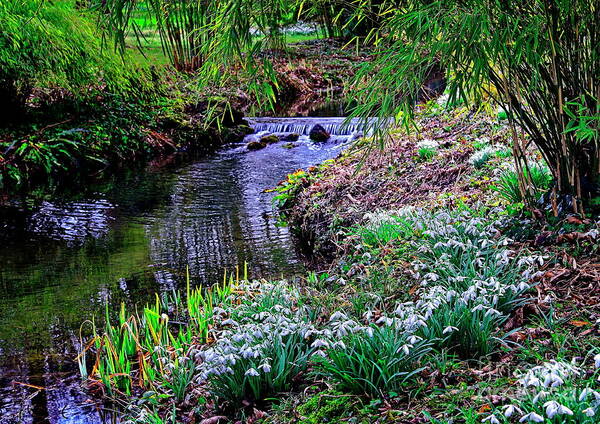 Snowdrops Poster featuring the photograph Spring Snowdrops by Stream by Martyn Arnold