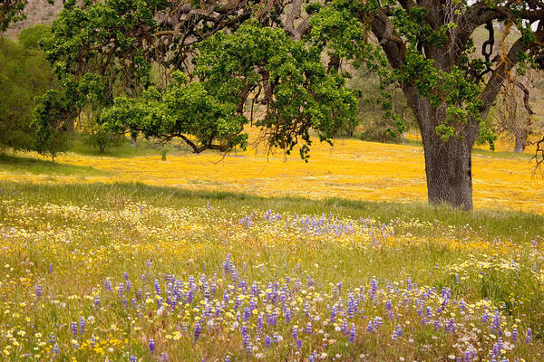 Spring Poster featuring the photograph Spring Wildflowers by Carol Leigh