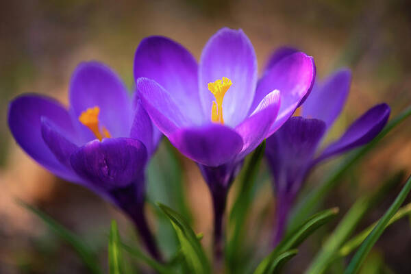 Crocus Poster featuring the photograph Spring's Heralding Trio by Kim Carpentier