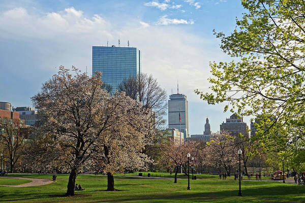 Boston Poster featuring the photograph Springtime on Boston Common Boston MA by Toby McGuire