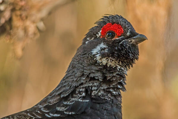 Spruce Grouse Poster featuring the photograph Spruce Grouse by Steve Dunsford