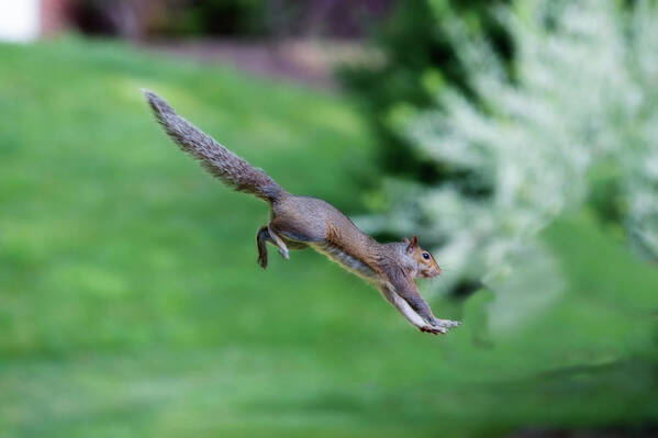 Squirrel Jumping Poster featuring the photograph Squirrel jumping to safe haven by Dan Friend
