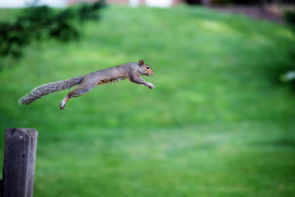 Squirrel Jumping Poster featuring the photograph Squirrel leaping to safety by Dan Friend