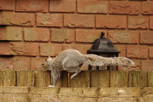 Urban Poster featuring the photograph Squirrel Parkour by Adrian Wale