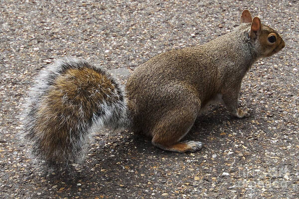 Squirrel Poster featuring the photograph Squirrel side by Agusti Pardo Rossello