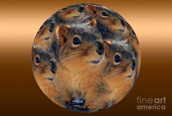 Squirrel Winter Poster featuring the photograph Squirrels in a Ball No. 2 by Rick Rauzi