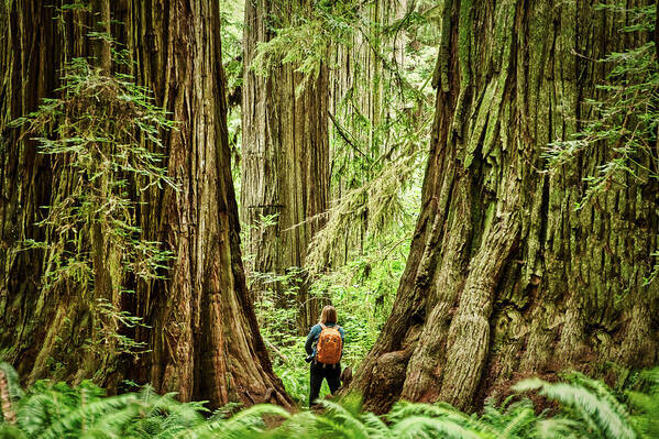 Redwood Poster featuring the photograph Standing Between the Redwoods by Stuart Litoff