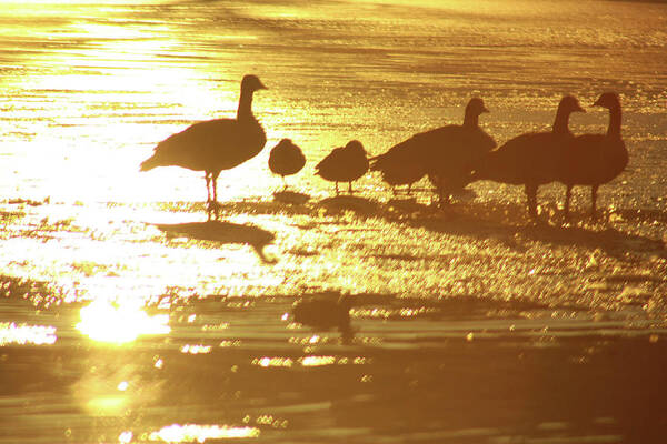 Geese Poster featuring the photograph Standing on Ice by Scott Cordell