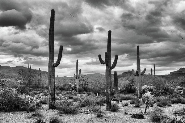 Arizona Poster featuring the photograph Standing Saquaros by Monte Stevens