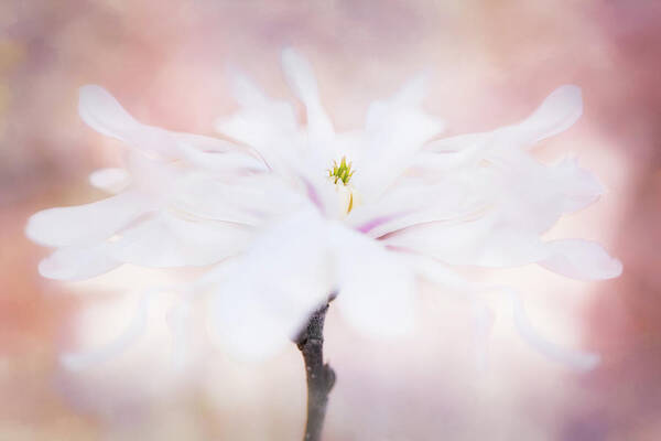 Star Magnolia Poster featuring the photograph Star Dancer by Kim Carpentier