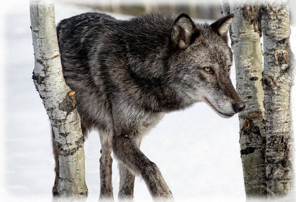 Gray Wolf Poster featuring the photograph Stealthy Gray Wolf by Steven Upton