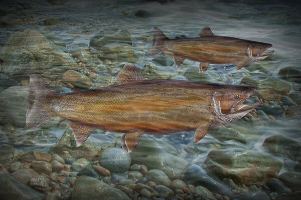 Art Poster featuring the photograph Steelhead Trout Fall Migration by Randall Nyhof