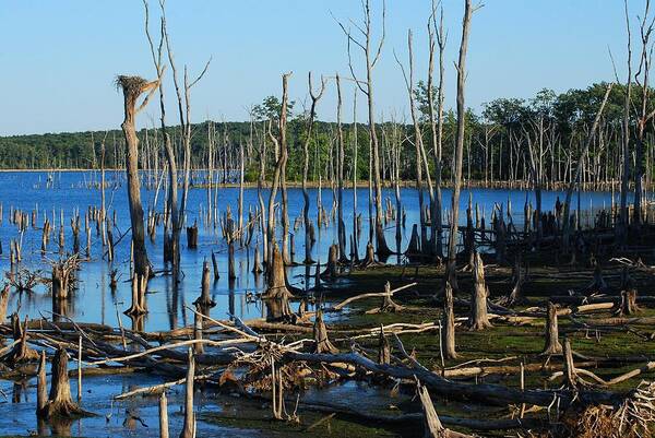 New Jersey Poster featuring the photograph Still Wood - Manasquan Reservoir by Angie Tirado