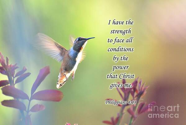 Hummingbird; Strength; Scripture; God; Philippians; Catholic; Christ Poster featuring the photograph Strength Through Christ by Debby Pueschel