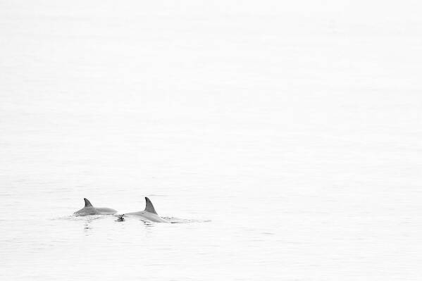 Atlantic Poster featuring the photograph Striped Dolphin by Natura Argazkitan