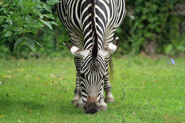 Zebra Poster featuring the photograph Stripes by Jackson Pearson