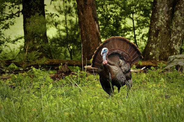 Wild Turkey Poster featuring the photograph Strutting Tom by Randall Evans