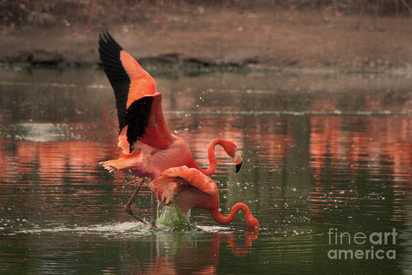 Flamingo Poster featuring the photograph Stunning Pink Flamingo's by Doc Braham