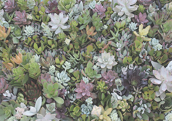 Succulents Poster featuring the digital art Succulent 8 by David Hansen