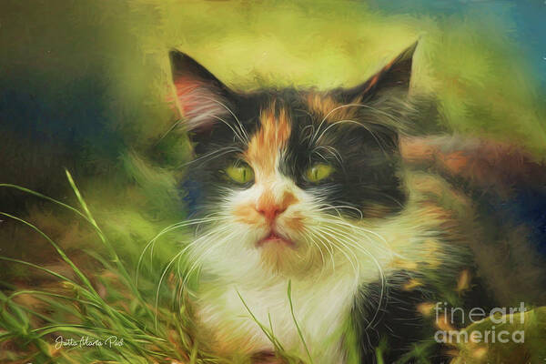 Photo Poster featuring the photograph Summer Cat by Jutta Maria Pusl