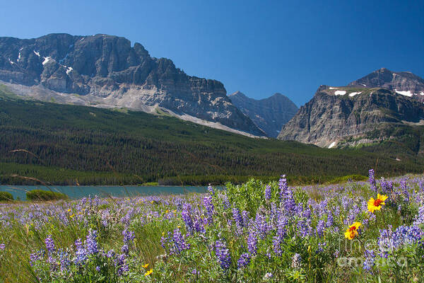 Glacier Poster featuring the photograph Summer Daydream by Katie LaSalle-Lowery