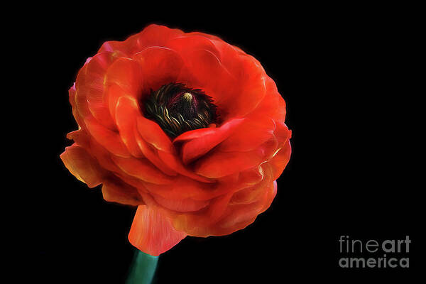 Georgia O'keeffe Poster featuring the photograph Summer Orange by Darren Fisher