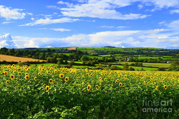 Sunflowers Poster featuring the photograph Summer time in Ireland by Joe Cashin