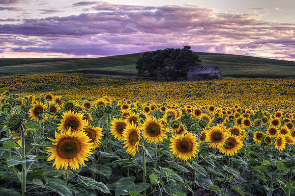 Sunflowers Poster featuring the photograph Summertime Sunflowers by Mark Kiver