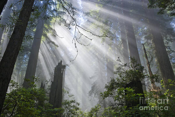 Sun Rays Poster featuring the photograph Sun Beams In Redwood Forest by Inga Spence