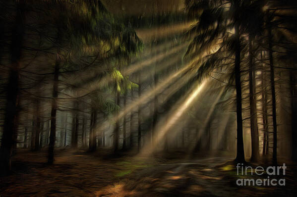 Chiaroscuro Poster featuring the photograph Sun rays in the forest by Michal Boubin