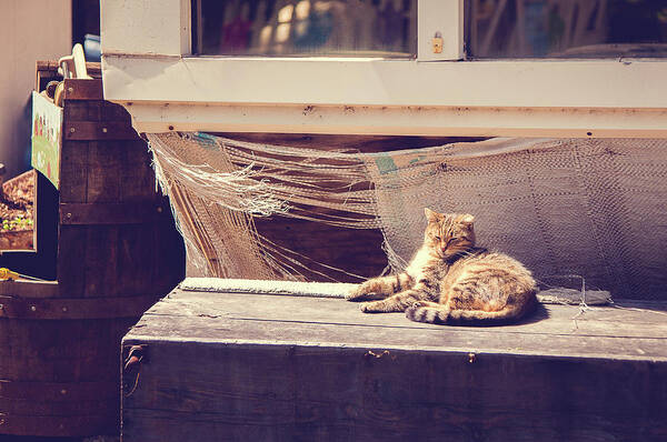 Cat Poster featuring the photograph Sunbather by Kristy Creighton