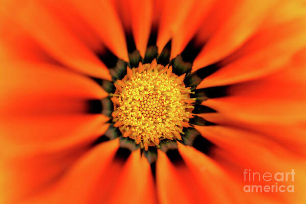 Terry Elniski Photography Poster featuring the photograph Sunburst Flower by Terry Elniski