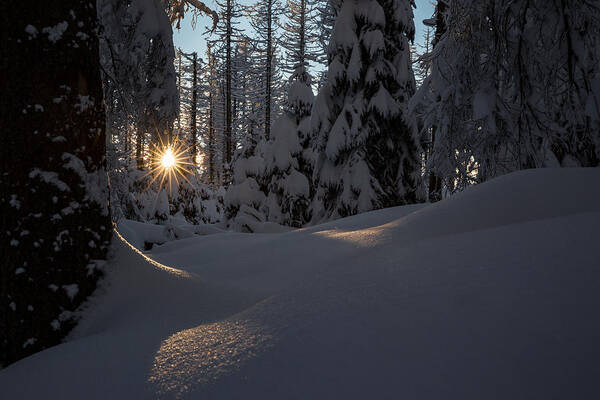 Sunrays Poster featuring the photograph Sunburst in winter fairytale forest Harz by Andreas Levi