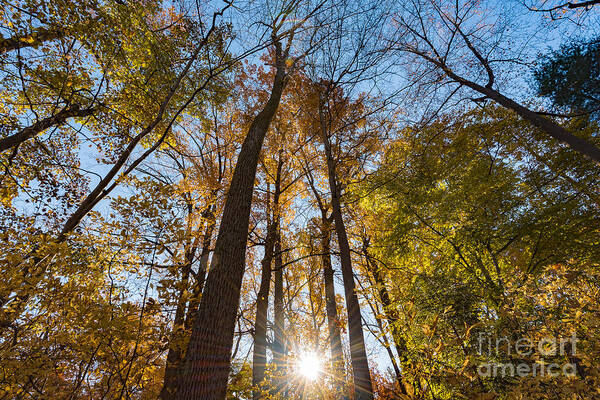 Fall Poster featuring the photograph Sunburst through Autumn Trees by Alissa Beth Photography
