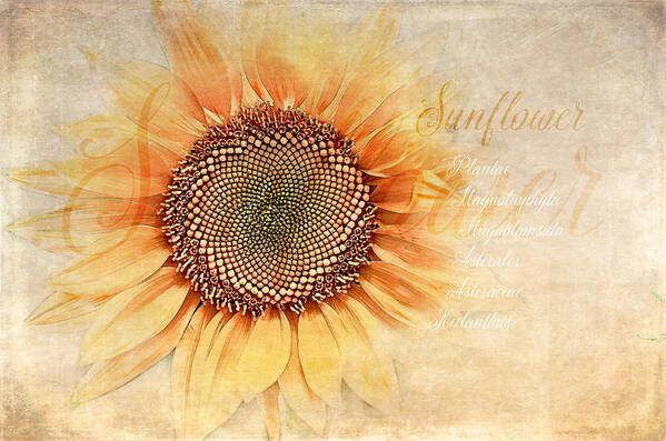 Sunflower Poster featuring the digital art Sunflower Classification by Terry Davis