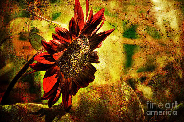 Sunflower Poster featuring the photograph Sunflower by Lois Bryan