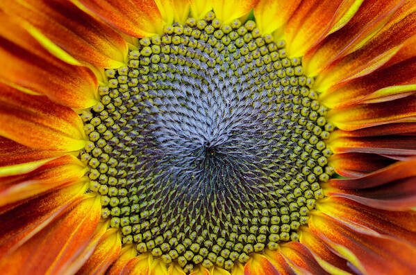 Sunflower Poster featuring the photograph Sunflower For Ukraine by Linda Howes