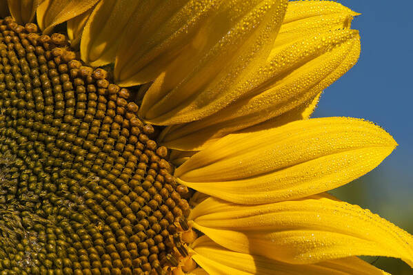 Annuals Poster featuring the photograph Sunflower by Robert Potts