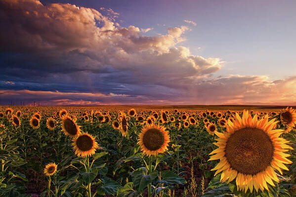 Colorado Poster featuring the photograph Sunflower Sunlight by John De Bord