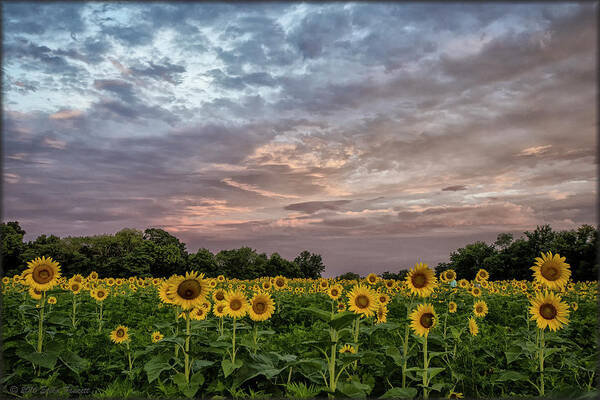 Sunflowers Poster featuring the photograph Sunflower Sunrise by Erika Fawcett
