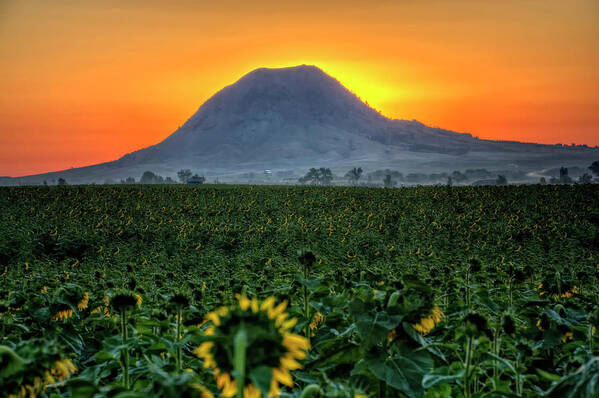 Sunrise Poster featuring the photograph Sunflower Sunrise by Fiskr Larsen