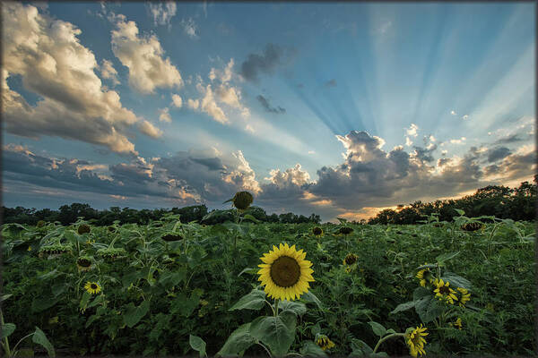 Sunset Poster featuring the photograph Sunflower Sunset by Erika Fawcett